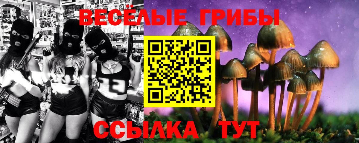 Галлюциногенные грибы Psilocybine cubensis Северск